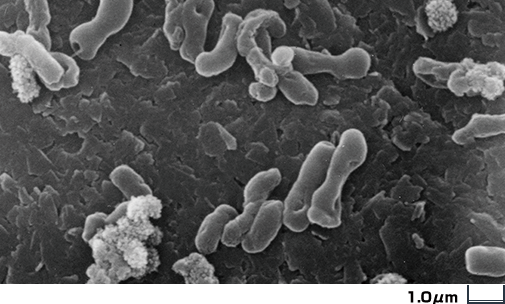 硝化細菌