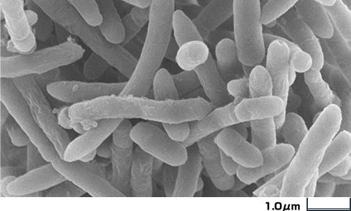 フィーカリバクテリウム プラウスニッツイ 菌の図鑑 ヤクルト中央研究所