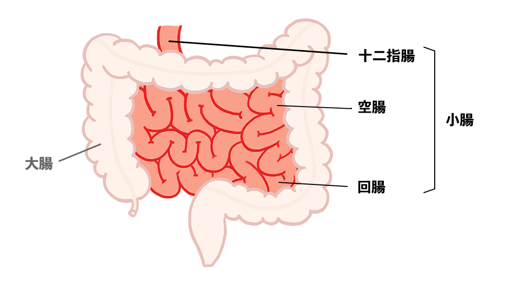 小腸切除の準備はどのようにすればよいですか?