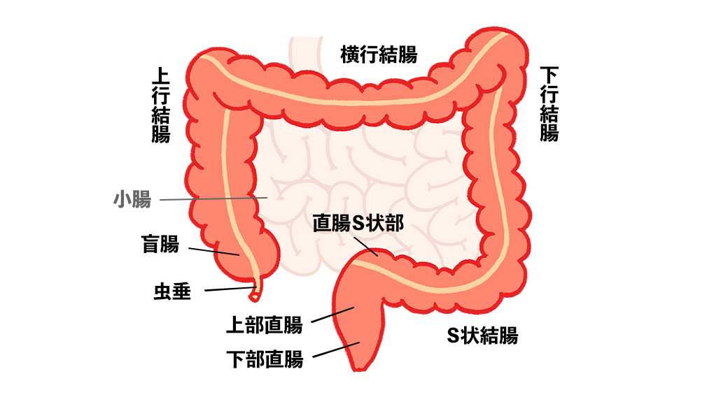 大腸概略図