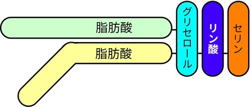 ホスファチジルセリンの化学構造