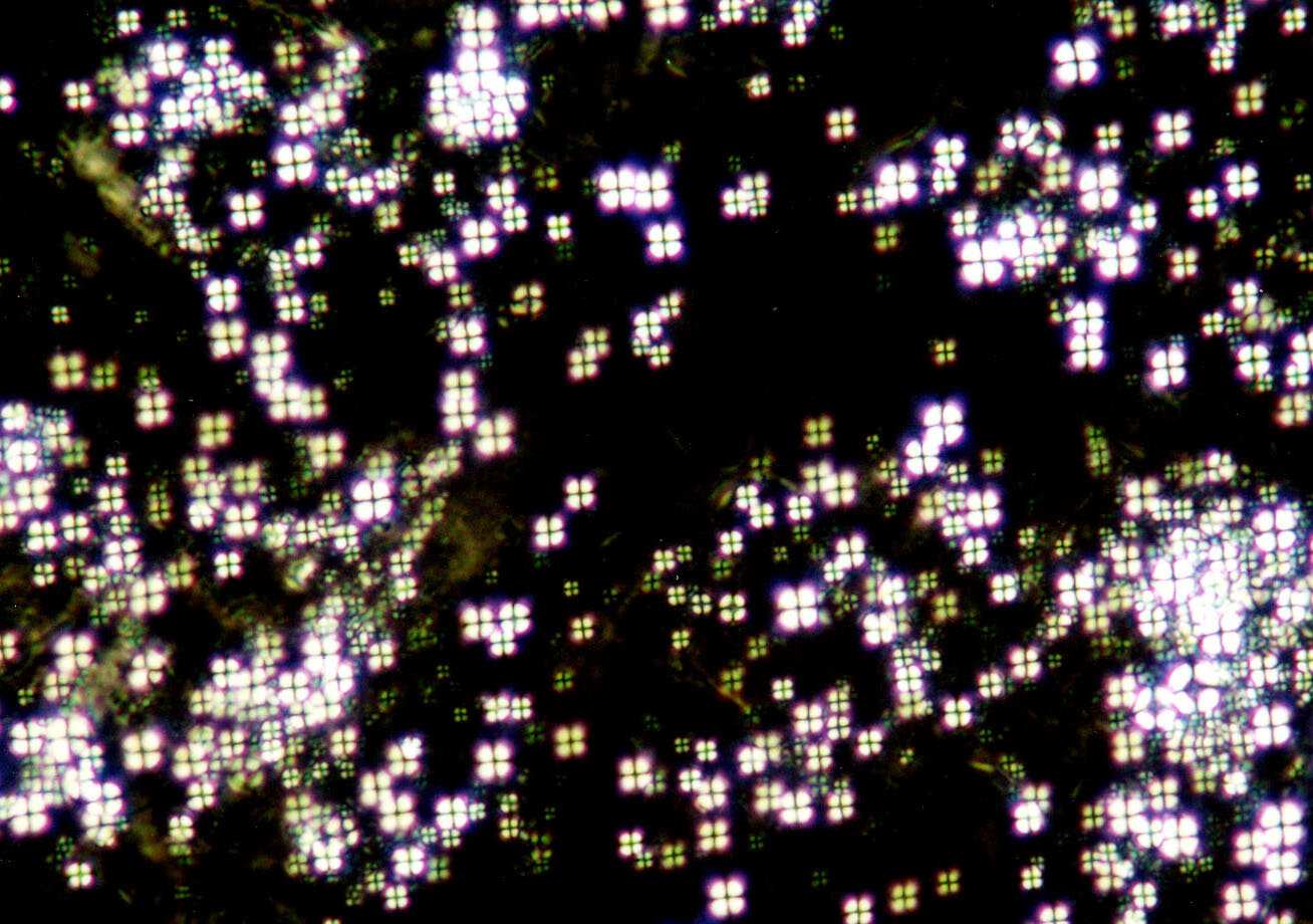 ラメラ構造脂質の偏光顕微鏡写真