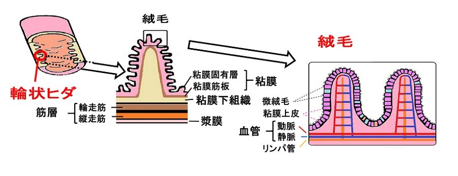 小腸 輪状ヒダ 構造 | 小腸で吸収されるもの _ 消化器とは⑤ 〜小腸の働き〜|imok Academy – XQRTE