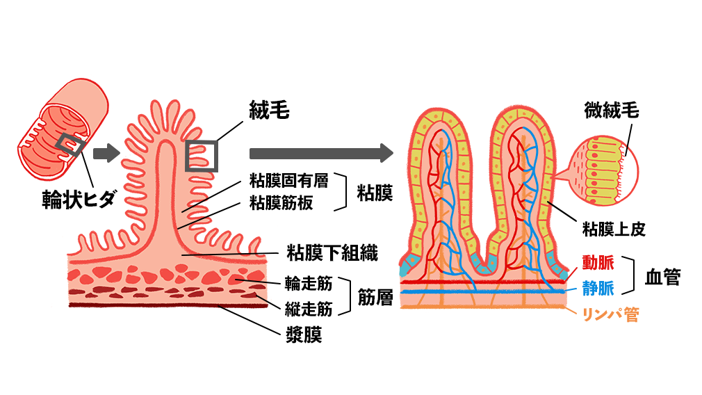 小腸断面詳細図