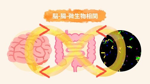 脳-腸-微生物相関のイラスト