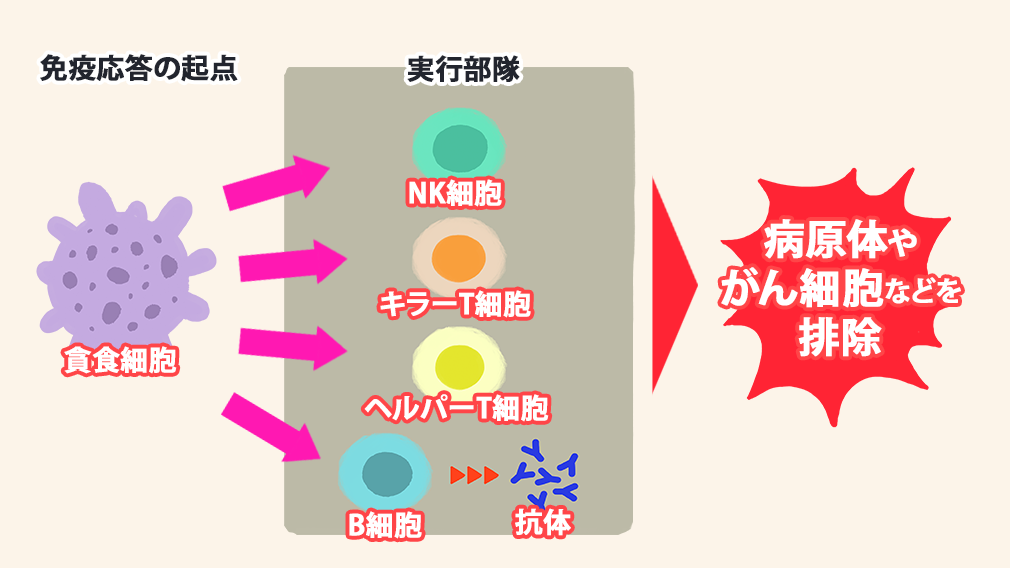 連係してはたらくさまざまな免疫細胞の図