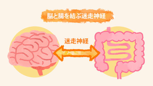 脳と腸を結ぶ迷走神経のイラスト